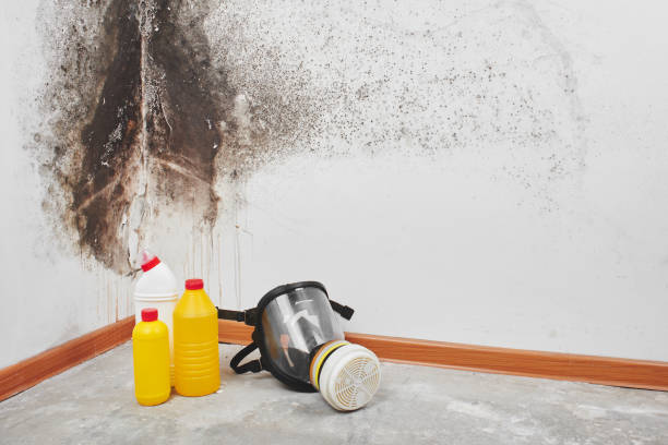 Professional Mold Removal in Fort Stockton, TX